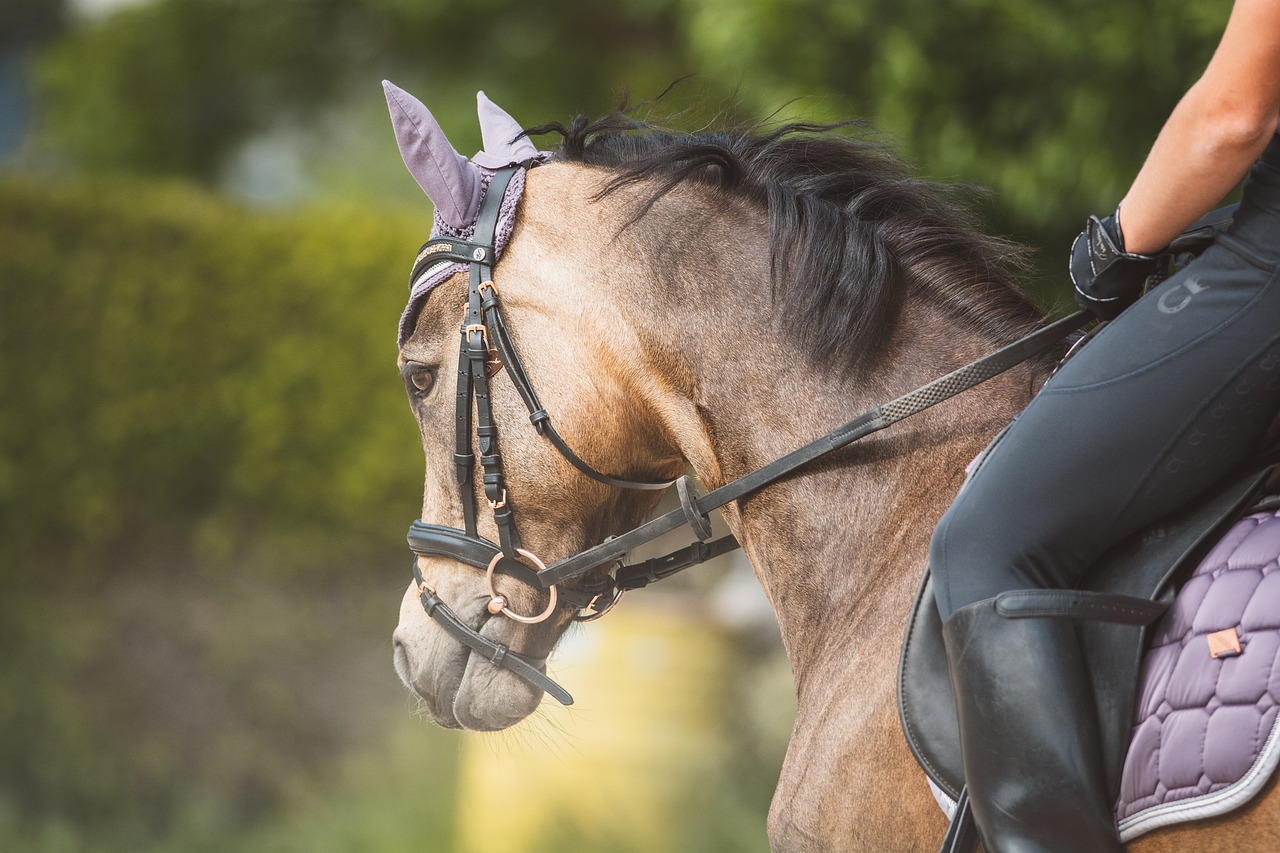 The Ultimate Guide to Horseback Riding in the Rockies